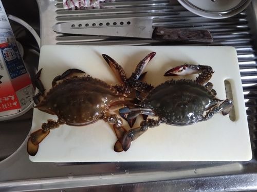 ワタリガニの釣果