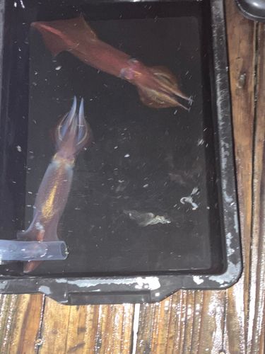 マイカの釣果