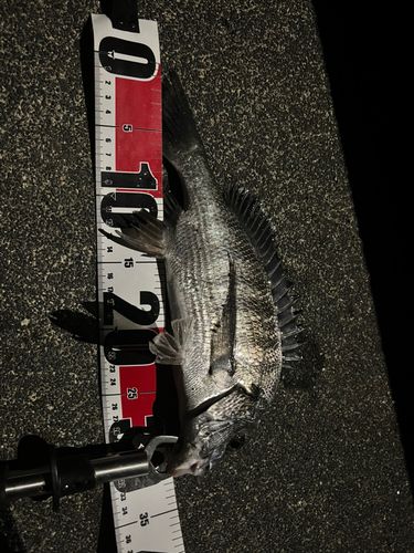 チヌの釣果