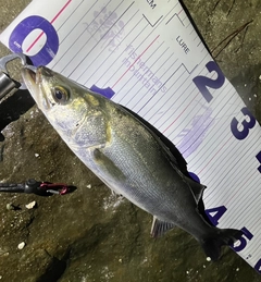 フッコ（マルスズキ）の釣果