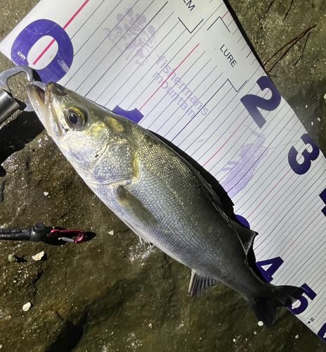 フッコ（マルスズキ）の釣果