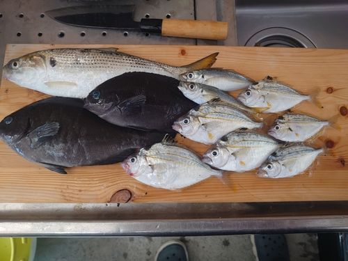 コノシロの釣果