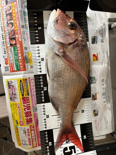 マダイ