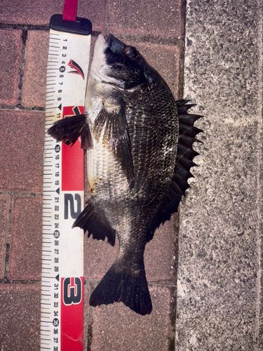 クロダイの釣果