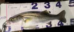 フッコ（マルスズキ）の釣果