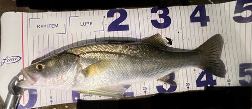 フッコ（マルスズキ）の釣果