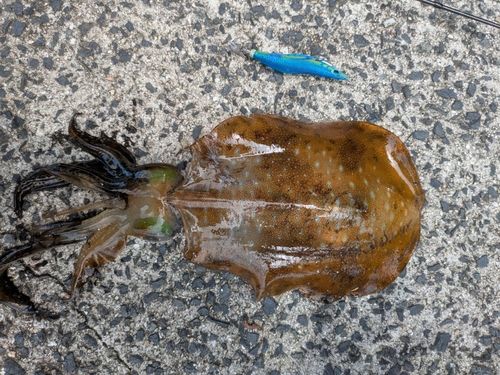 アオリイカの釣果