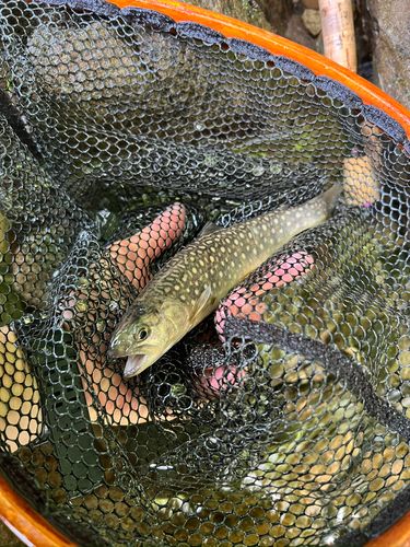 イワナの釣果