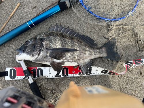 チヌの釣果