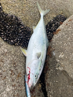 ブリの釣果