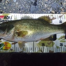 ブラックバス