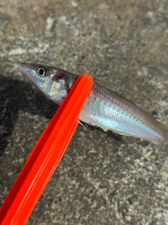シロギスの釣果