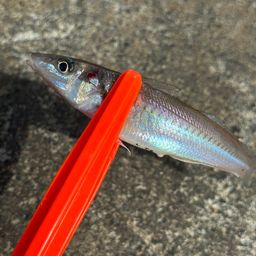 シロギス