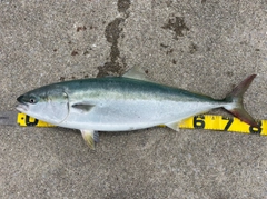 ブリの釣果