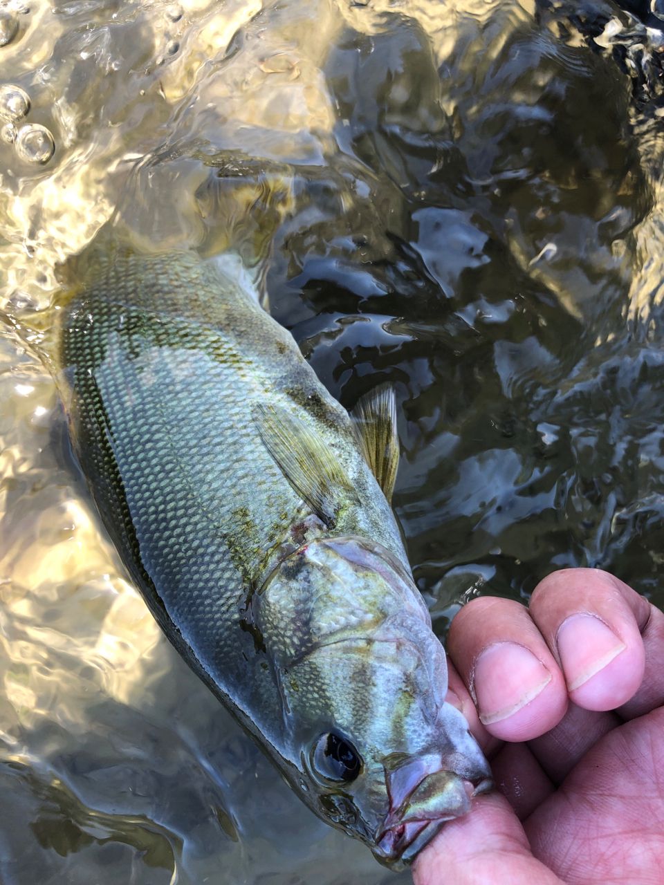 スモールマウスバス