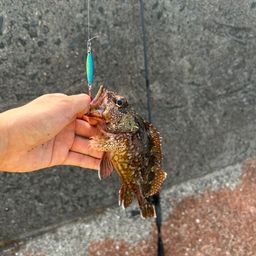 カサゴ