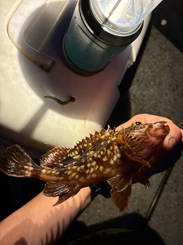 カサゴ