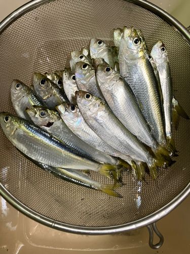 サッパの釣果