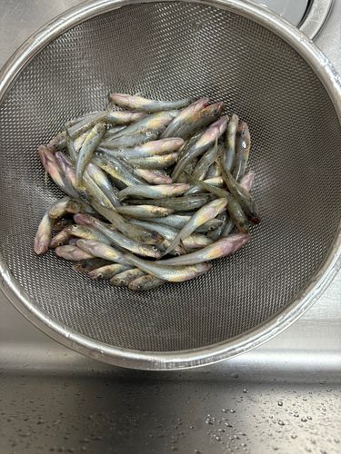 マハゼの釣果