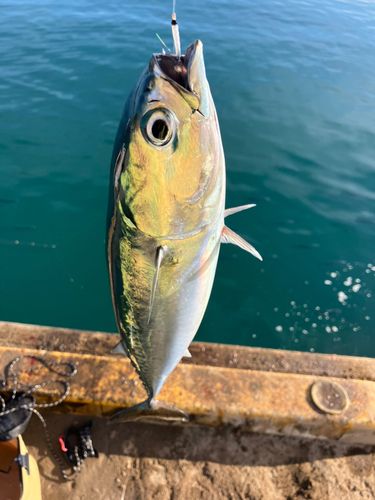 ソウダガツオの釣果