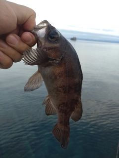 釣果