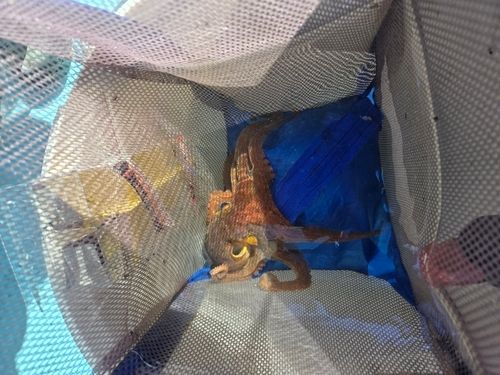 タコの釣果