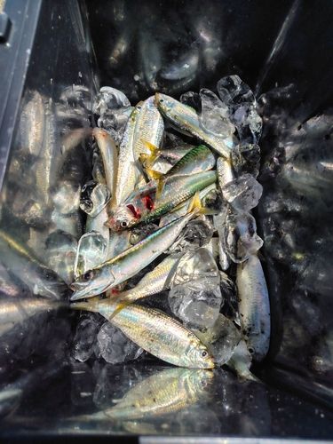サッパの釣果