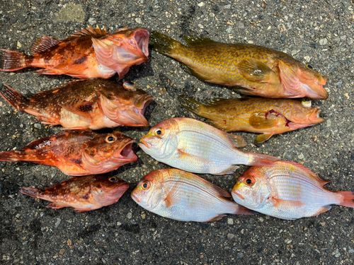 キジハタの釣果