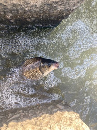 フナの釣果
