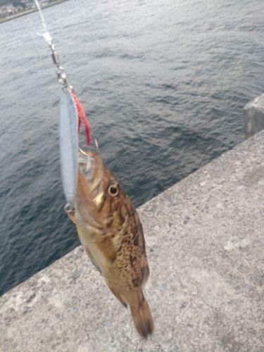 釣果