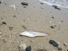 キュウセンの釣果