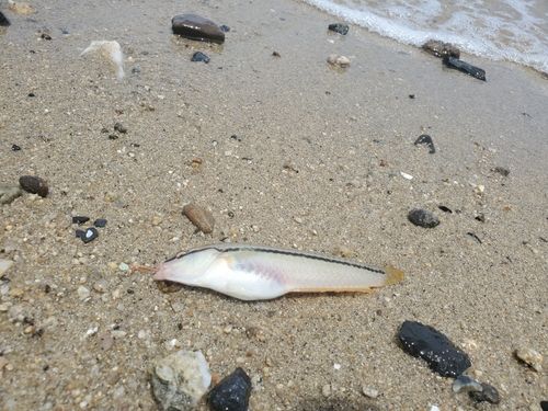 キュウセンの釣果