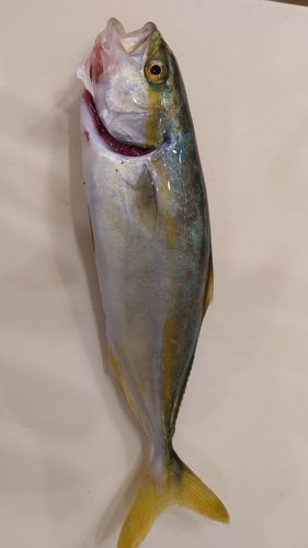 ワカシの釣果