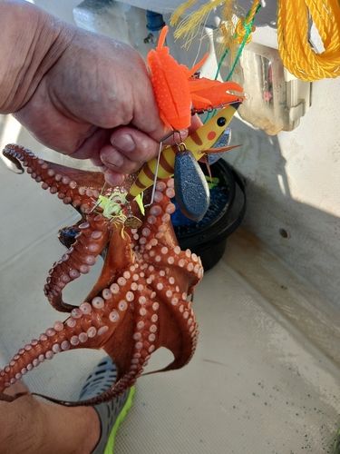 タコの釣果