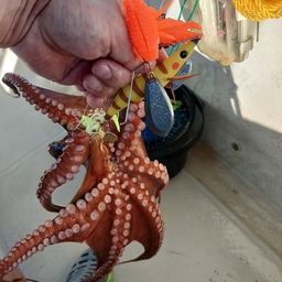 タコ