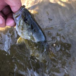 スモールマウスバス