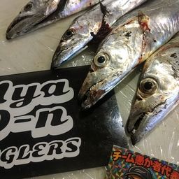 タチウオ