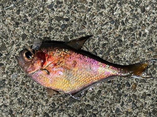 ミナミハタンポの釣果