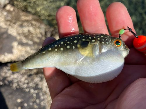 クサフグの釣果