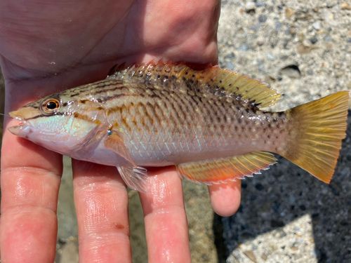 キュウセンの釣果