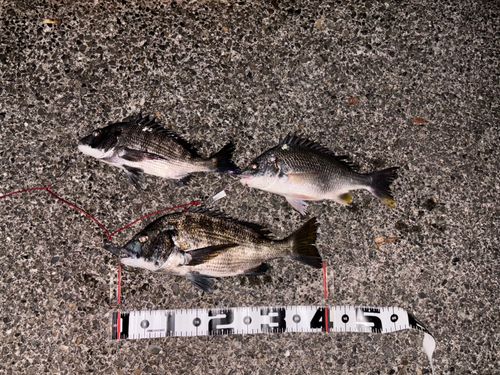 チヌの釣果