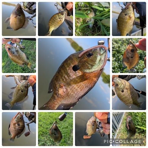 ブルーギルの釣果