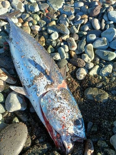 ソウダガツオの釣果
