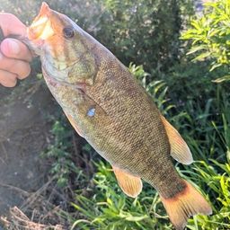 スモールマウスバス