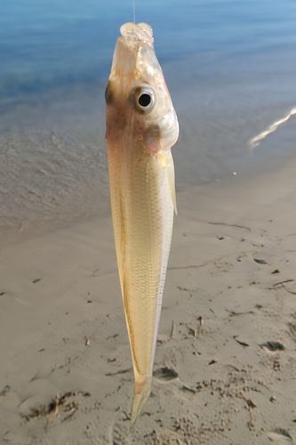 キスの釣果