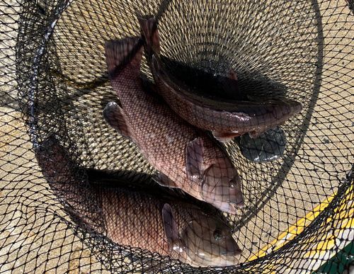 コブダイの釣果