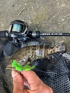 チャイロマルハタの釣果