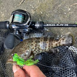 チャイロマルハタ