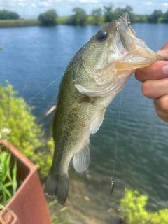 ラージマウスバスの釣果