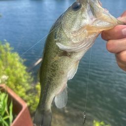 ラージマウスバス